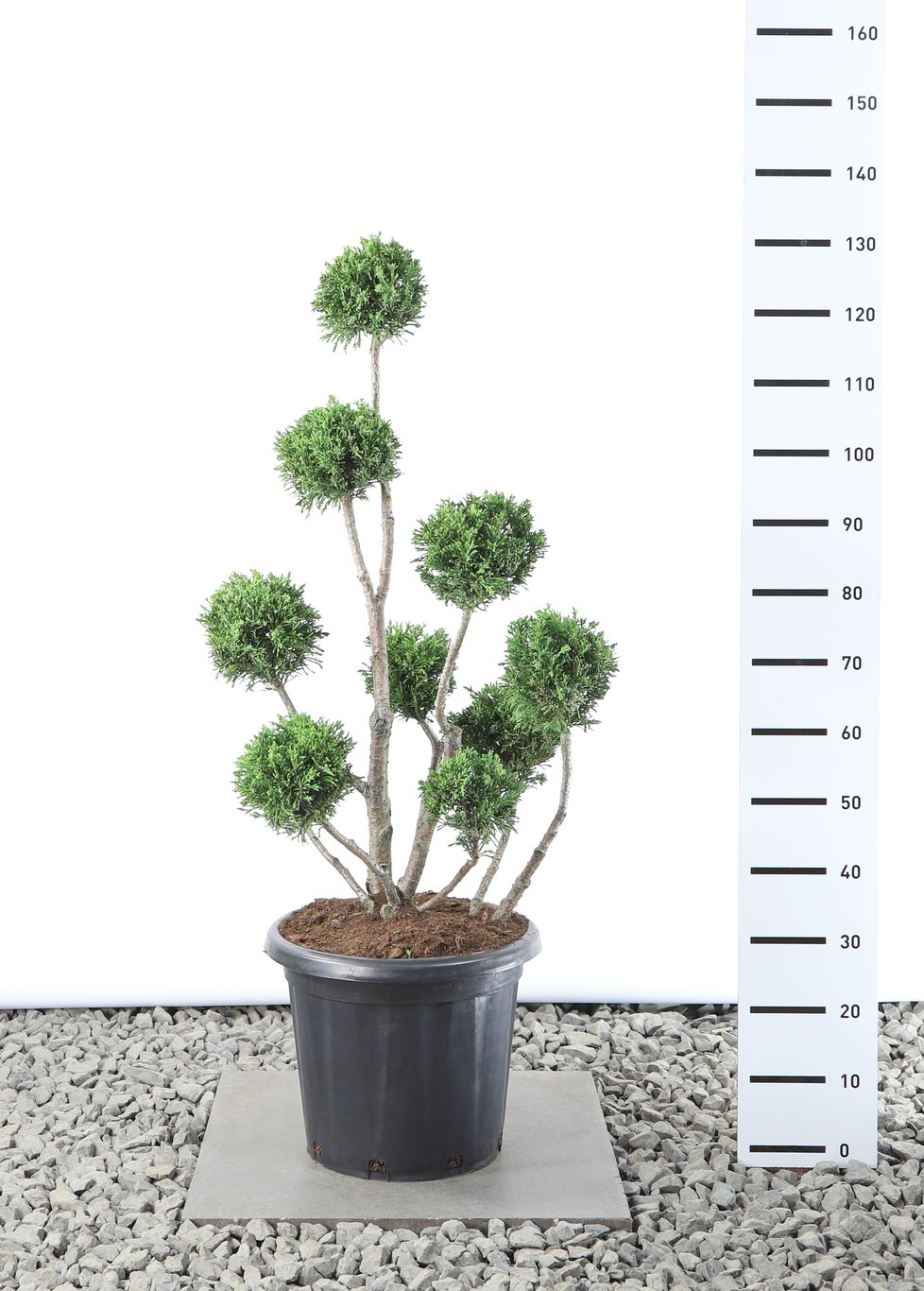 Chamaecyparis o. 'Draht' - 80-100 CM PonPon Cont.